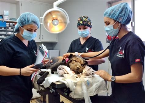  In certain rare cases, veterinarians may elect to go the route of surgery, which can be invasive and dangerous, especially in older dogs