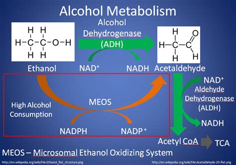  In comparison, drugs such as alcohol may disappear in just a few hours and are metabolized linearly, matching experienced impairment