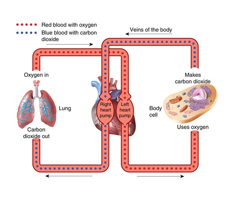  In comparison to smoking, few molecules make their way into the bloodstream