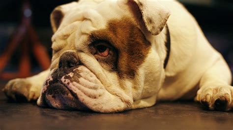  In conclusion, English bulldog breeders differ widely on their perception of health problems in their breed and what do about them