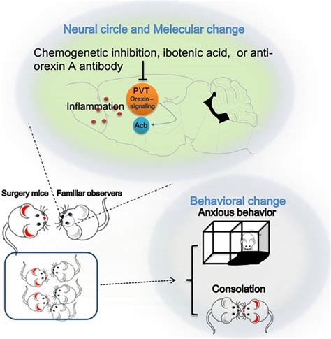  In contrast, CBD has been shown to reduce anxious behaviors in mouse, rat, and human models, but at this time there is little to no literature regarding its effect on canine behavior