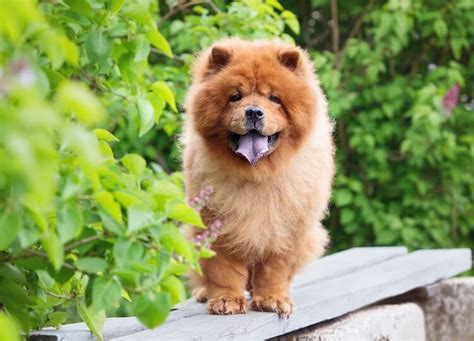  In contrast, buying Chow Chow from breeders can be prohibitively expensive