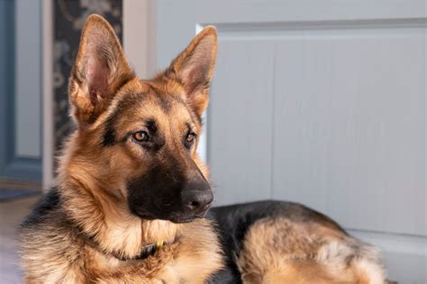  In contrast, buying German Shepherd Dogs from breeders can be prohibitively expensive