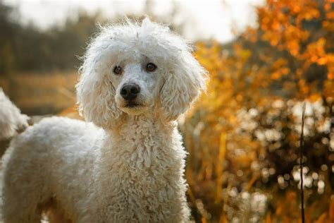  In contrast, the other half, the Poodle, has a curly, coarse, low-shedding single one