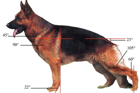  In contrast, you might find that your German Shepherd appears lean and has a waist the same distance as the space between its back knees