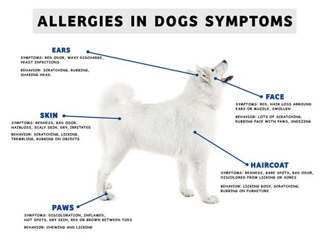  In dogs, rather than sneeze, allergies make their skin itchy