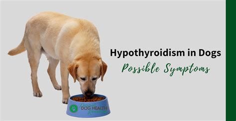  In dogs, the latter is responsible for over ninety percent of cases of hypothyroidism