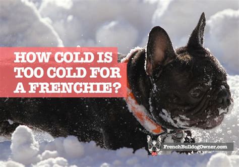  In fact, I put together an infographic which explains how cold is too cold for a Frenchie