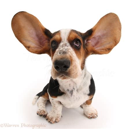  In fact, a lot of times, a pup will have both ears up and all of a sudden, they will come back down when the pup starts to teeth