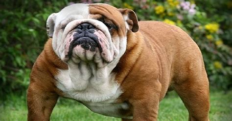  In fact, many new Bulldog owners are amazed by how quick these dogs can learn the basics