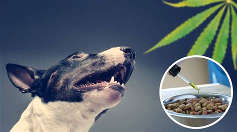 In fact, many pet owners are turning to CBD as an alternative to traditional medications with fewer side effects to boost their immunity and improve their overall well-being