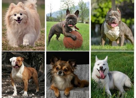  In fact, physical similarities between this breed and their cousins, the English bulldogs , are evident