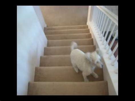  In fact, running up and down the stairs is the quickest way for obese dogs to lose weight! They will chow down anything delicious, whether it is the best dry dog food for small dogs or the best large breed dry dog food! So, it is up to you to provide your canine buddy the balanced diet he needs to stay hale and hearty