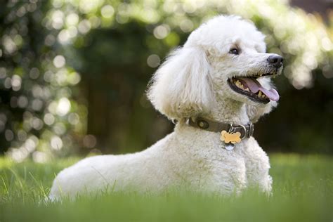  In fact, their parent breed, the Poodle, is the second most intelligent breed out of breeds when it comes to obedience