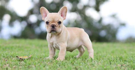  In general, French Bulldogs are considered a small to medium-sized breed, and they typically wear sizes ranging from XS to M