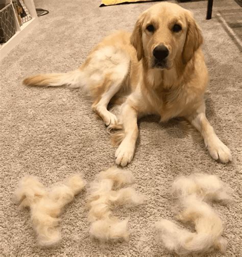  In general, a lot of Golden Retriever owners do not shave their dogs