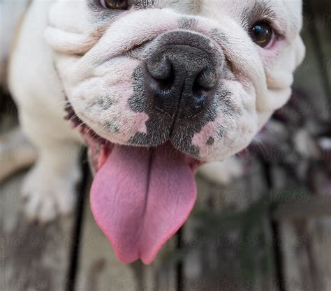  In general, the following are the conditions that will let English Bulldog hangs its tongue out