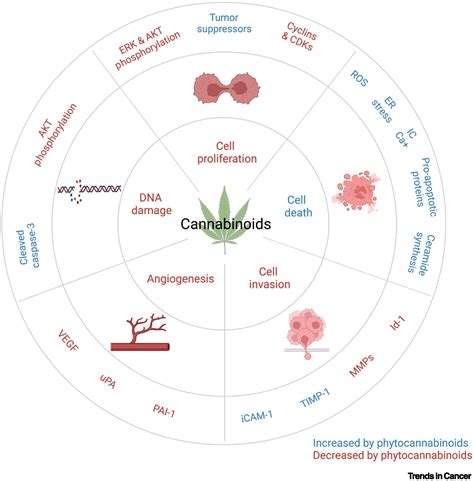  In general, the goal has been to find out whether cannabinoids might be anticancer drugs of the future in humans, but in the process most of the research has taken place either in petri dishes or on rodents and occasionally dogs