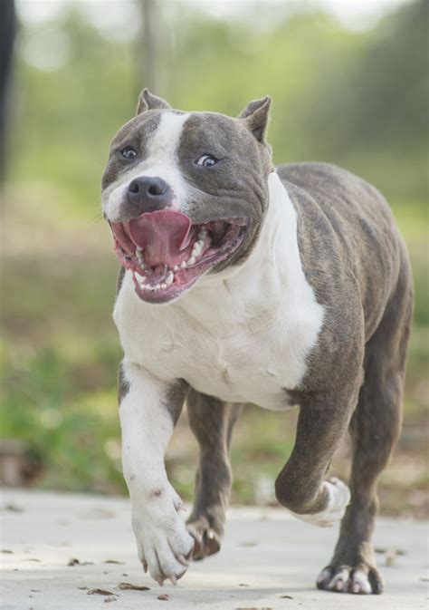  In general, they are a loyal and playful breed that is often misunderstood due to their spotted coats and association with Pitbulls