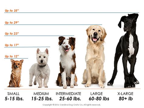  In general small breeds reach their adult height several months before large breeds do
