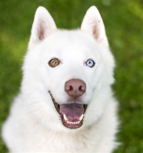  In lighter colored dogs, lighter colored eyes are acceptable