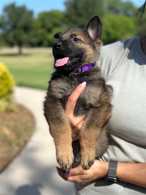  In line with all canines, early socialization of your German Shepherd puppy proves pivotal for a well-rounded development