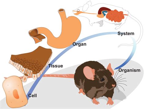  In mammals, the ECS is very complex and modulates different kind of organism responses 