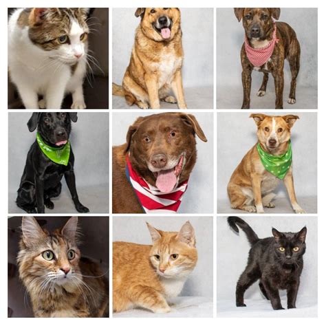  In many Petco locations across the country, you can meet adoptable pets every day in one of our adoption habitats or on the weekends many of our local adoption partners showcase pets looking for homes