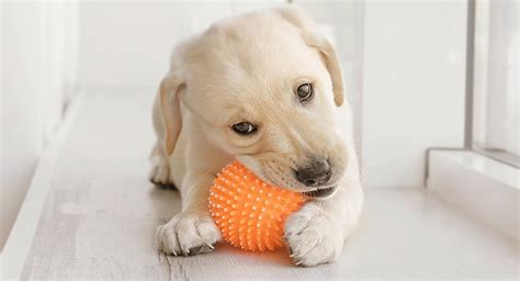  In many chew toys, there is a pin-like structure on their exterior that massages the gums of your canine friend