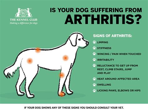  In most cases, the pain that our arthritic dogs feel is a direct result of the inflammation in their joints