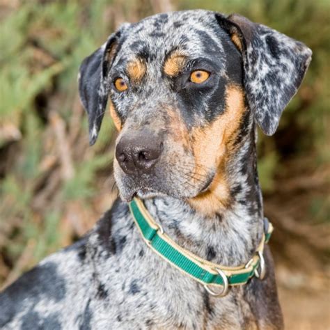  In most cases the Catahoula does not have an undercoat but may develop one if it is living in a seasonal or colder climate