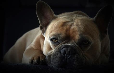  In no time, your Frenchie will be accustomed to this routine and expect it to happen daily