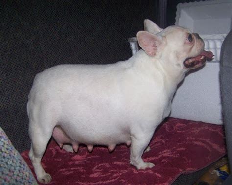  In order for a female French Bulldog for sale in Michigan to get pregnant, she has to have artificial insemination