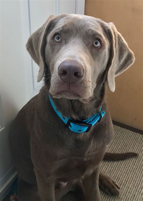  In other words, according to the AKC, your silver Lab is actually a chocolate Lab also has inherited dilution gene that washes the chocolate into a silvery gray