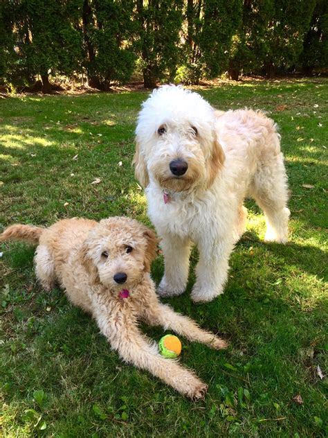  In other words, both Goldendoodles and Labradoodles have distinctly different parents