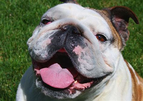  In other words you need to speak nicely to your Bulldog when he or she obeys a command, and feed him or her a nice treat for doing it! Any questions? We are available Your bulldog journey starts with a conversation My husband and I got a bulldog puppy from here and she is the cutest puppy ever!! Extremely healthy, playful, and friendly