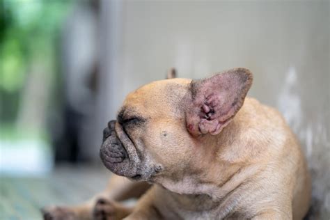  In particular, French Bulldogs are predisposed to skin problems, ear infections, diarrhea, eye problems, spinal injury and respiratory distress caused by their brachycephalic syndrome