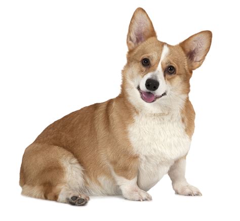  In particular, interacting with the Corgi parent is essential
