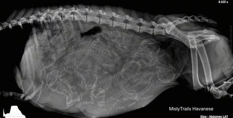  In radiography, the skulls of puppies can be counted easily once the pregnant dam gets closer to whelping