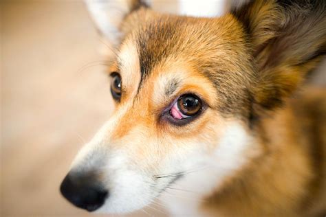  In rarer cases, your dog may develop cherry eye again and require further surgery