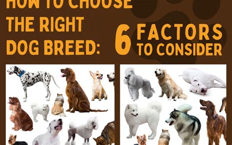  In selecting a dog breeder, you have to assess and analyze a lot of factors