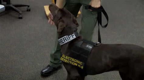  In short, K9 units trained to detect delta-8 and other CBD products can find them