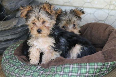 In short: these confident little pups are ready for going to their forever homes