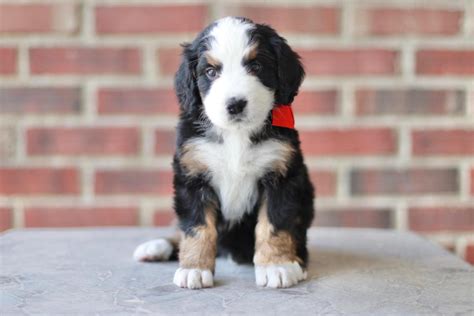  In some cases, a Bernedoodle can have a straighter coat similar to that of a Bernese mountain dog