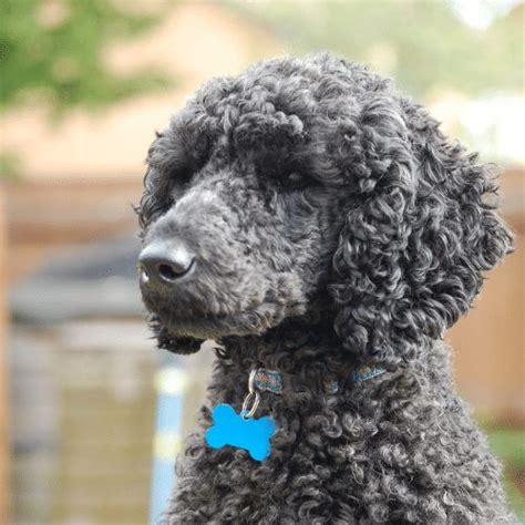  In some cases, a Poodle can be born black and gray prematurely over the first two years of its life