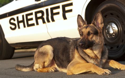  In some states, courts have ruled that police dogs cannot be used to detect cannabis, as the odor of cannabis is no longer sufficient probable cause for a search