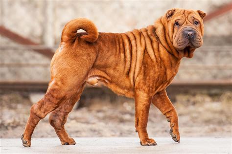  In standard Shar Peis, the higher the tail is set the better, and Toby definitely has a high-set tail