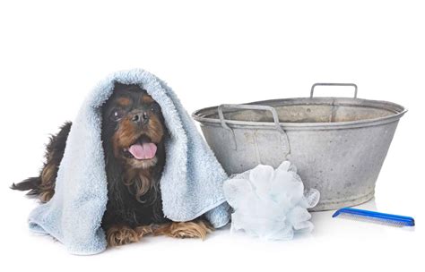  In terms of bathing, these dogs only require the occasional bath or more often as needed if they have gotten dirty or have been swimming