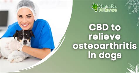  In terms of efficacy, most studies have been conducted to test the ability of CBD to relieve pain in dogs with osteoarthritis