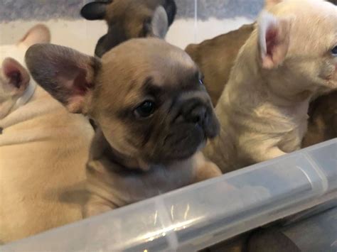  In terms of temperament, New Jersey French Bulldogs for sale are gentle, fun-loving